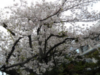 IMGP0483